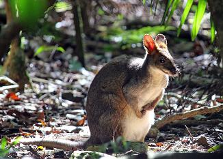 Best Blue Mountains Private Tours